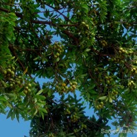 Madhuca longifolia (J.Koenig ex L.) J.F.Macbr.